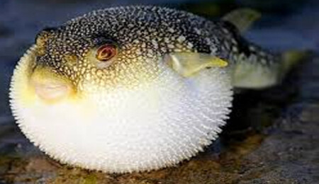 Türkiye Akdeniz'deki balon balıkları ile mücadele için proje başlattı