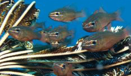 Kızıldeniz'den Akdeniz'e istilacı balık göçü