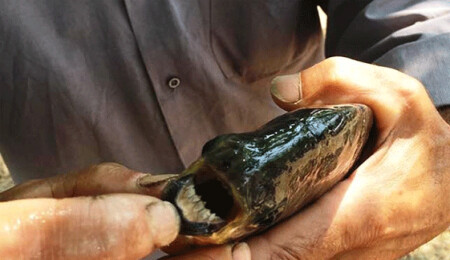 İznik Gölü'nde "insan dişli balık" yakalandı