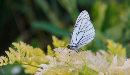 Erkek kelebekler rakiplerini alt etmek için dişilere "bekaret kemeri" takıyor