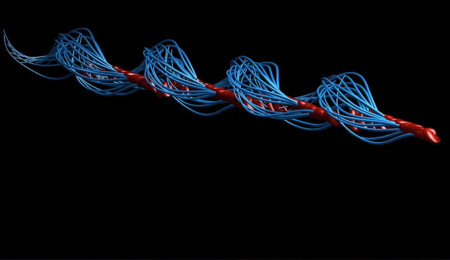 340 yıllık bilgi değişti: Spermler simetrik değil, dolanarak yüzüyor