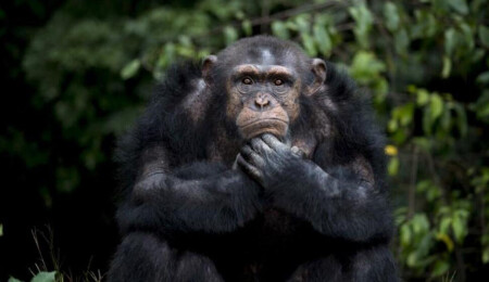 Şempanzeler günde en az 1 bardak bira miktarında alkol tüketiyor