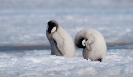 Uyduların yakaladığı dışkılar sayesinde yeni imparator pengueni kolonilerini bulundu