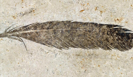 159 yıllık tartışmada son perde: "Bulunan ilk tüy fosilinin neye ait olduğu belli oldu"