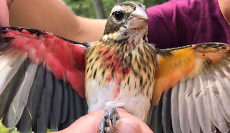 Bilim insanları yarısı erkek yarısı dişi bir kuş buldu