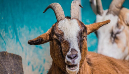 Keçi ve köpeklerin depremlerle yanardağ patlamalarını tahmin edip edemediği araştırılıyor