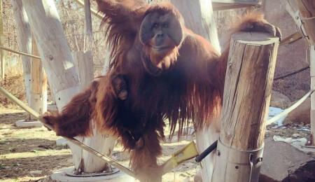 Baba orangutandan sıradışı davranış: Annesini kaybeden kızına sahip çıktı