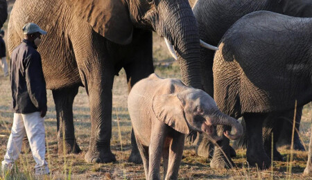 Kaçak avcıların tuzağıyla ölümden dönen albino fil zoru başarıp hayatta kaldı