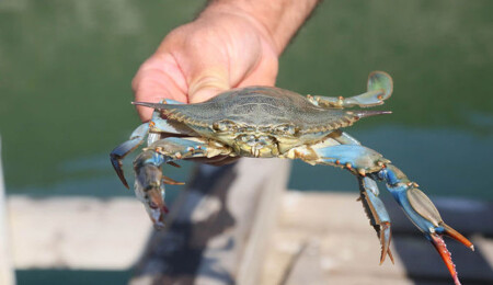 İngiltere: Nadir görülen ‘mavi ıstakoz’ deniz ürünleri menüsünden çıkarıldı