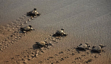 Belek'te 2 milyon caretta caretta yumurtası koruma altına alındı, 850 bin yavru denizle buluştu