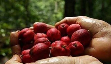 'Blushwood' meyvesi kanserin kökünü kazıyor!