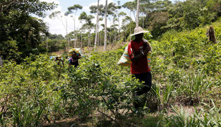 BM'den Kolombiya'ya koka üretimi uyarısı