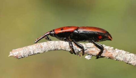 Hurma böceğine karşı kimyasala 105 bin TL