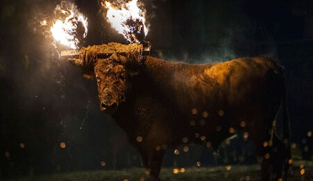 Boğa yakma festivali eylemlere rağmen gerçekleştirildi