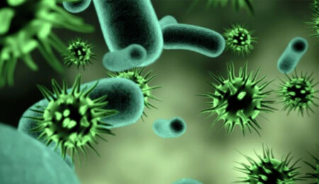 Candida Auris: Ölümcül Bir Mantarın Tehlikeleri