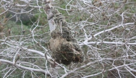 11 örgüt, çam kese böceğine karşı kimyasal mücadeleye son verilmesini istedi