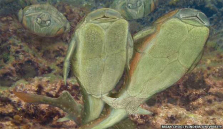 İlk kez seks yapan canlı türü bulundu