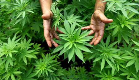 Türkiye'de 19 ilde kenevir yasallaştı