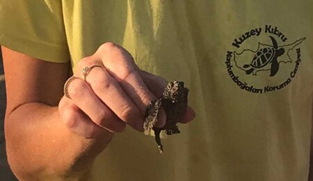 Çocuklar yavru kaplumbağaların yumurtadan çıkışı Güzelyalı Plajı’ndan izledi