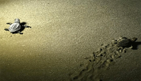 Yavru Caretta Caretta'lar denize bırakıldı