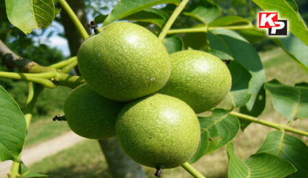 Ceviz Festivali başlıyor