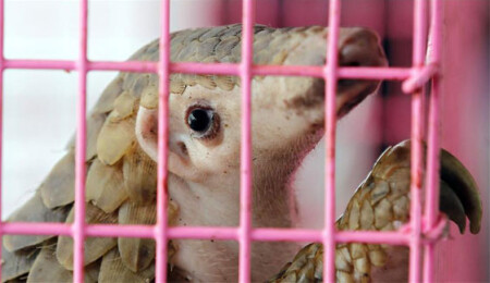 Çin'de 130 "pullu karınca yiyen" bakımsızlıktan öldü