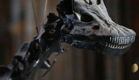 Çin'de 174 milyon yıllık dinozor fosili bulundu