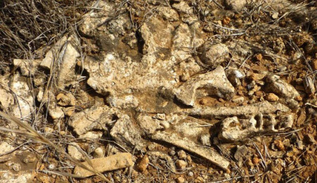 Cüce fil ve hipopotamus fosilleri koruma için yaz mevsimini bekliyor