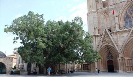 Cümbez Ağacı'nın durumu Gazimağusa Belediyesi'nde masaya yatırıldı