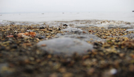 Akdeniz'deki göçmen denizanaları, yeşil deniz kaplumbağalarının gelmesiyle sahilleri terk etti