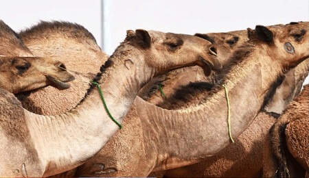 Avustralya'da insanlara verdikleri rahatsızlık gerekçesiyle 5 bin deve katledildi