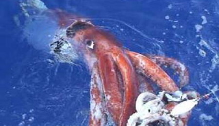 Dev kalamarın sırrı çözülüyor