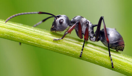 Dünyanın en hızlı karıncası 'saatte 580 km hız yapabiliyor'
