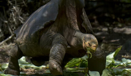 Çiftleşme performansıyla türünü kurtaran 100 yaşındaki Diego emekliye ayrıldı