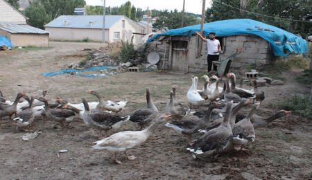 Pandemi döneminde biriktirdiği burs parası ile kaz yetiştiriciliğine başladı