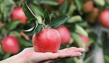 Sindirim, kalp sağlığı ve kan şekeri kontrolünü destekleyen elmanın 6 çeşidi