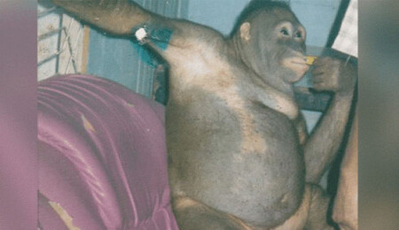 Endonezya'da bir orangutanı 6 yıl boyunca genelevde çalıştırdılar!