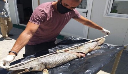 Gönyeli Barajı kıyısında bulunan hayvan timsah balığı