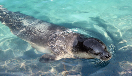 Akdeniz Foku’nun daha önce bilinmeyen üreme alanı Kuzey Kıbrıs’ta keşfedildi