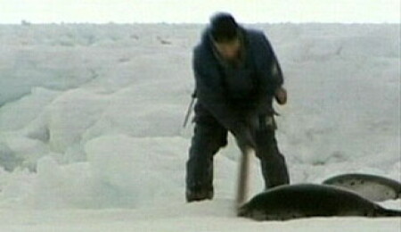 Fok avcılarından saldırı