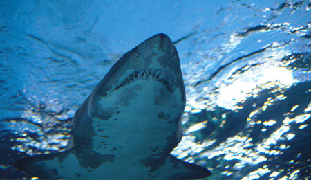 Grönland'da 512 yaşında köpekbalığı tespit edildi