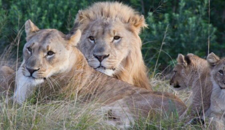 Güney Afrika'da kaçak gergedan avcılarını aslanlar yedi