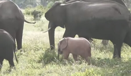 Güney Afrika’da pembe fil yavrusu böyle görüntülendi