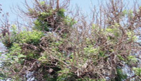 Harnup üreticileri sıkıntılı günler yaşıyor: Harnupları fareler yedi