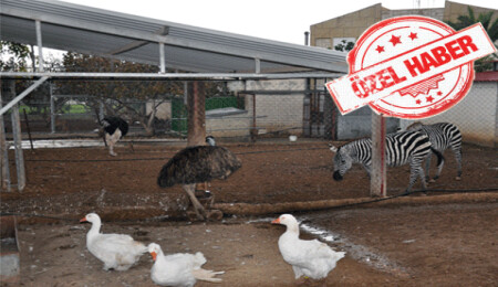 Neden bizde hayvanat bahçesi yok?