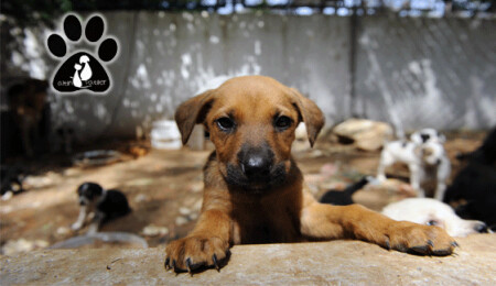 Türkiye'nin ünlü DJ'lerinden Dimithree, Kıbrıs'ta sokak hayvanları için çalacak