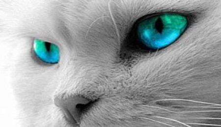 Hayvanların gözüyle dünya nasıl görünüyor?  