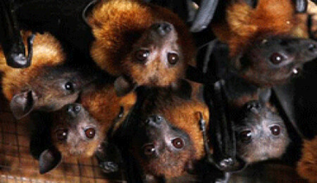 Ölümsüzlüğün formülü bulundu mu? 5 kat uzun yaşayan fareler...