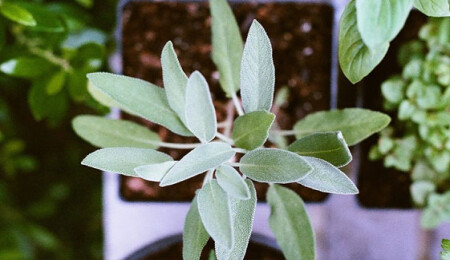 Hem cilde hem mideye iyi gelen kekik yağının faydaları