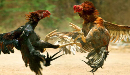 KKTC'de yasak olmasına rağmen horoz güreşleri yapılıyor iddiası